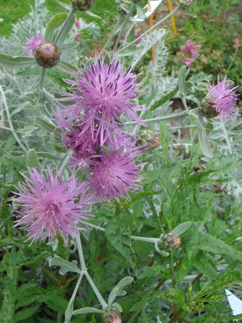 Centaurea gymnocarpa fleur